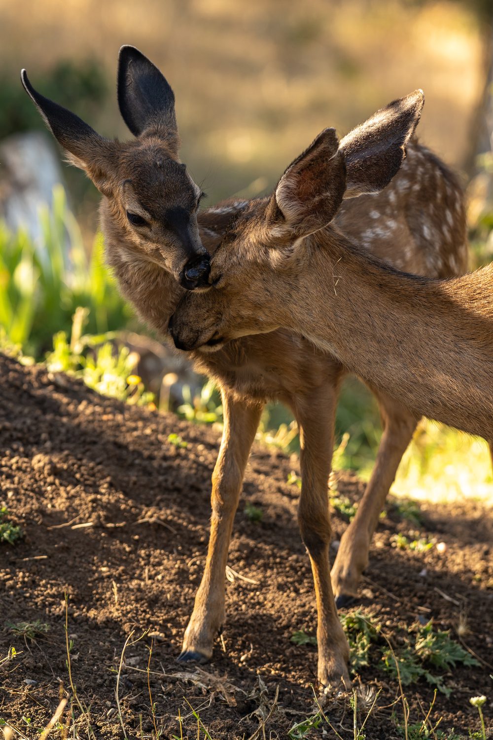 Two deer nuzzling in dappled light